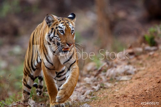 Picture of Female tiger on the move in Tadoba National Park in India